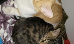 娱乐圈吃瓜猫,揭秘吃瓜猫背后的娱乐真相